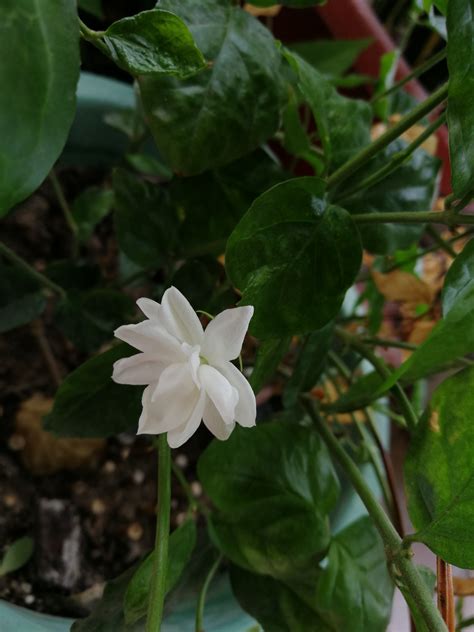 茉莉花顏色|茉莉花(木樨科素馨屬植物):形態特徵,主要品種,單瓣茉。